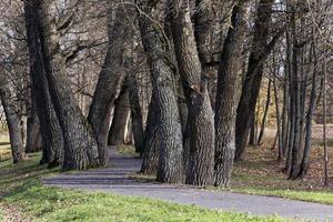 árboles de otoño. bielorrusia foto