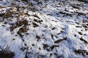 forest in the winter season photo