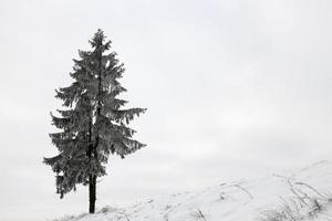 árbol de invierno, un abeto foto