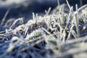 grass in winter, close up photo