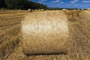 stacks of their wheat straw photo