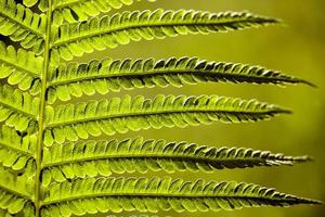 hojas de helecho verde iluminadas por la luz del sol brillante foto