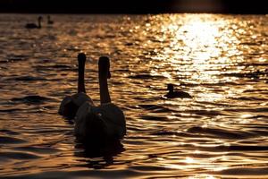 primavera en el lago con la familia de los cisnes foto