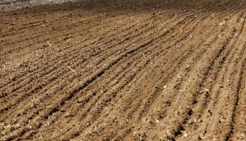 campo agrícola sembrado con grano en primavera o verano foto