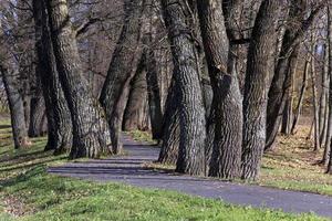 autumn trees  . Belarus photo