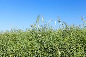 Field with cereal photo