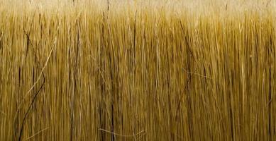 Bristle brush, close up photo