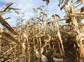 Field corn, agriculture photo