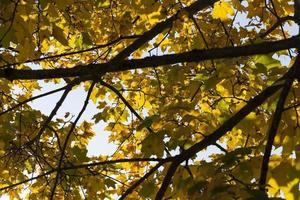 maple foliage in the autumn season photo