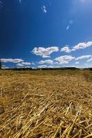 paja en tierras agrícolas después de la cosecha foto