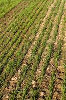 Rows of corn field photo