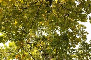 crown and leaves of oak, close up photo