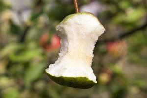 gnawed pear, close up photo