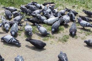 feeding pigeons, close up photo