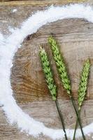 flour and wheat photo