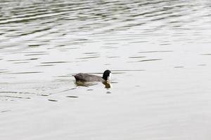 patos de aves acuáticas salvajes cerca de su hábitat foto