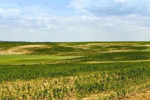 spring landscape green corn field photo