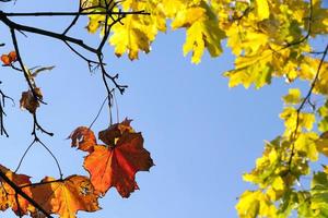 yellow and red maple photo