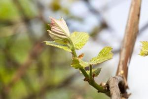 vine sprout, close up photo