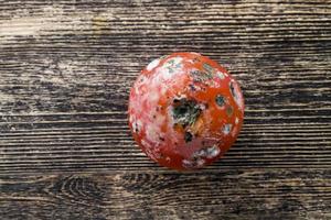 ripe red tomato covered with mold photo