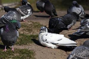 palomas hambrientas que viven en la ciudad foto