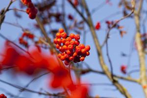 red rowan berries photo