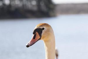 white swans living on the lake near the city photo