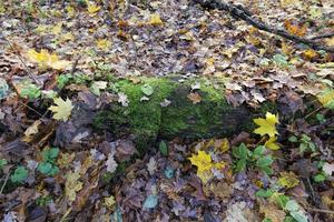 different plants during the autumn season photo