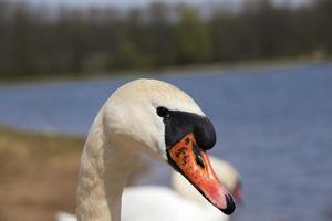 Swan in spring photo