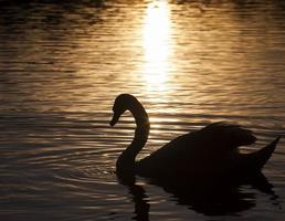 primavera en el lago con un cisne solitario foto