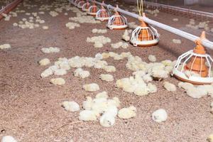 Hicks de pollo en una granja avícola foto