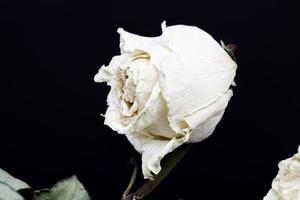 dry white rose photo