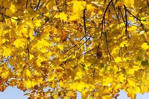 Autumnal ornament, close up photo