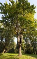 autumn maple, forest photo