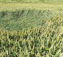 green wheat, close up photo