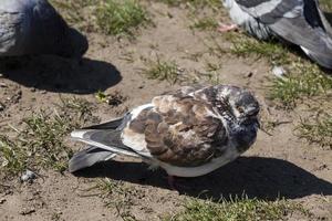 hungry pigeons living in the city photo