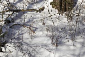 snowfall in winter and white fluffy cold snow and grass photo