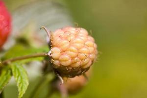 bush with unripe raspberries photo