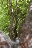 trees row, close up photo