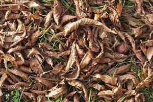 dry foliage chestnut photo