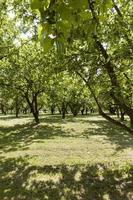 row of trees photo
