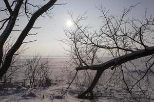 frosty winter after snowfall with bare deciduous trees photo