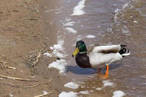 pequeños patos salvajes bajos foto