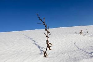 snow drifts and plants in winter photo