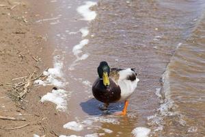 small low wild ducks photo