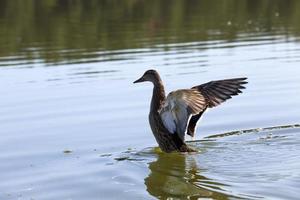 floating wild ducks photo