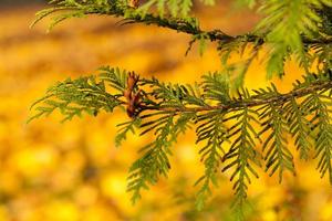 bright green fir branch against the background of yellowed maple photo