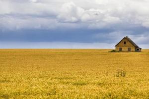 landscape of agricultural wheat with a house photo