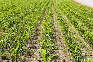 young corn sprouts in the spring season photo