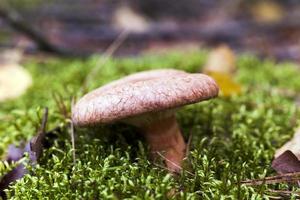 Forest mushroom .  forest photo